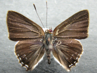 Pseudodipsas eone iole - Adult